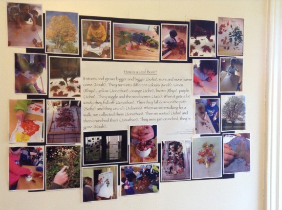 Acorn: How is a leaf born?